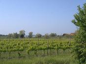 "potager" Venise, bientôt vente mercato Rialto