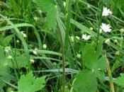 Geranium phaeum