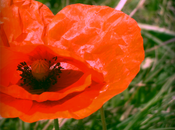 Jolis coquelicots nouveaux