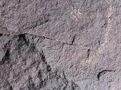 mystérieuses anciennes gravures rupestres trouvées prés