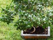 branches tronc votre ficus Ginseng