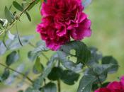 Falstaff, rose prolifère