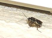 petite guêpe prédatrice d'araignées...!