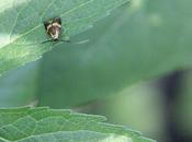 Adela degeerella, coquille d'or