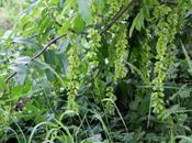 Pterocarya stenoptera