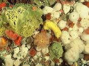 Formation biologie sous-marine rapidité diversité