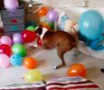 chien fête anniversaire avec ballons baudruche