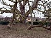 lundi parmi tant d'autres. L'arbre Diane Poitiers Clayes-sous-Bois, Yvelines