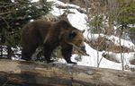 L’Etat plombe cercueil Cannelle enterre l’avenir l’ours Béarn
