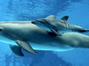 [Protection Animale] Sauvons tristes dauphins sauvages