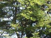 Fagus sylvatica laciniata