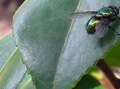 famille nombreuse diptères vert-métallisé