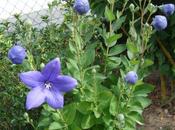 fleurs "ballon", juin 2011