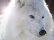 légende loup blanc