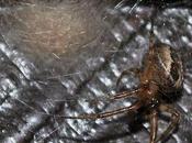 tisserande commune fenêtres