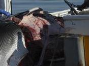 Chasse baleinière Greenpeace déplore Norvège maintienne prétentions pour 2008