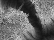 Nanoparticules cosmétique dernières nouvelles