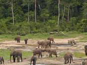9000 milliards pour gestion intégrée forêts bassin Congo