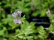 Phacelia tanacetifolia