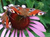 papillons plus communs dans massifs