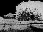 Humeur l'ombre grand arbre...