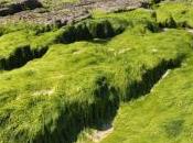 algues vertes s'accumulent plages Finistère