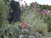Cynara scolymus pour beauté