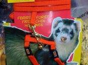 propos nouveaux animaux compagnie...