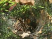 Agelena labyrinthica