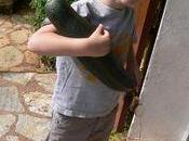 Compotée courgette safran parmesan