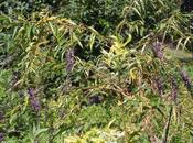 Buddleja