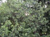 Pistacia vera, sexologue