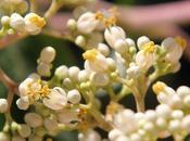 Tetradium daniellii, suite