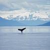 Protection baleines mensonges corruption sein communauté internationale