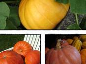 Côté courges, potirons, potimarrons....