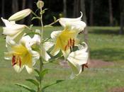 Crioceris lilii arrivé