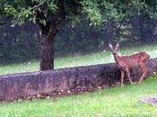 biches sont retour dans jardin