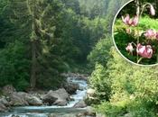 vacances dans Alpes? Découvrez jardin botanique Valderia