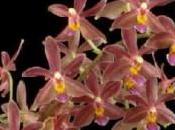 Nouvelles orchidées disponibles