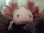 Axolotl