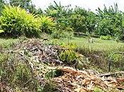 jardin tival pousse guadeloupe