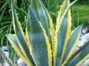 biocarburant vraiment écologique l’agave