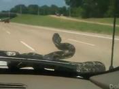 l'autoroute, famille découvre serpent pare-brise