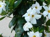 Dipladénia Mandévila