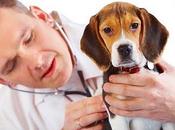 Vétérinaire médecin vous choisir