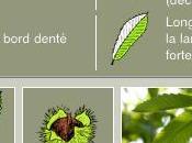 Apprendre reconnaître arbres avec smartphone