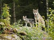 Chasse loups gouvernement soutient éleveurs