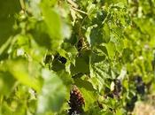 recherche vignobles brivadois