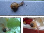 cagouille charentais