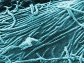 EBOLA: scientifiques identifient point d’entrée virus Nature